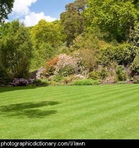 Photo of a lawn