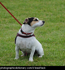Photo of a dog on a lead