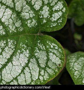 Photo of a leaf