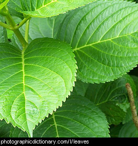 Photo of leaves