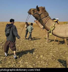 Photo of a camel being led