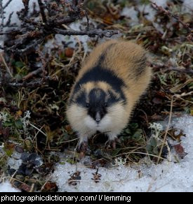 Photo of a lemming