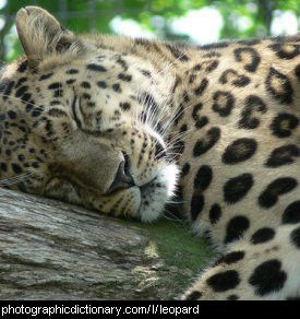 Photo of a leopard