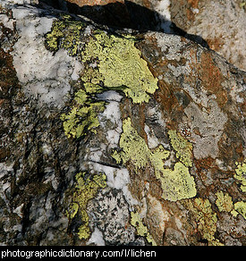 Photo of lichen on a rock.