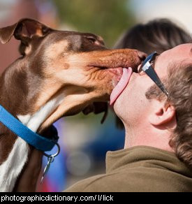 Photo of a dog licking a man's face