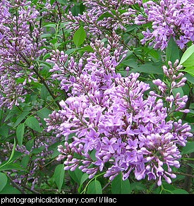 Photo of lilac flowers