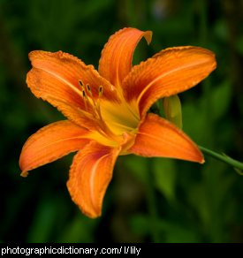 Photo of a lily flower