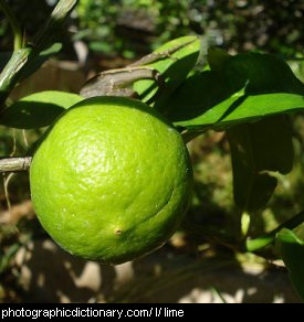 Photo of limes