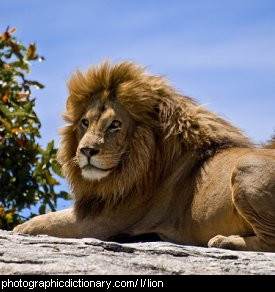 Photo of a lion.