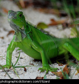 Photo of a lizard