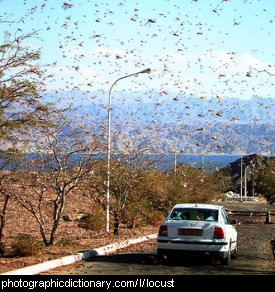 Photo of a swarm of locusts