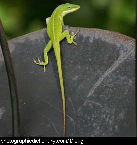 Photo of a lizard with a long tail