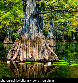 Photo of Finch Lake, Louisiana