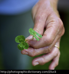 Photo of four leaf clovers