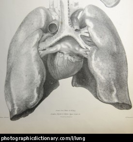 Anatomical drawing of heart and lungs