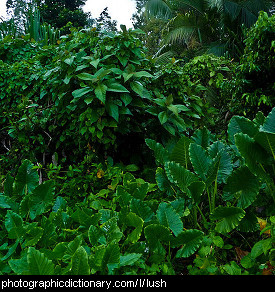 Photo of lush greenery