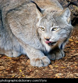 Photo of a lynx