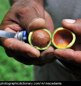 Photo of macadamia nuts