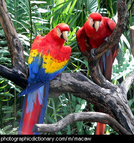 Photo of macaws
