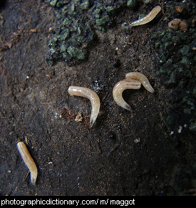 Photo of maggots