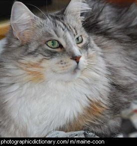 Photo of a maine coon cat