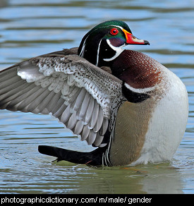Photo of a male duck