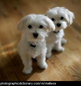 Photo of maltese dogs