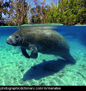 Photo of a manatee