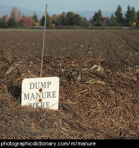 Photo of a pile of manure