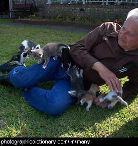 Photo of a man with many kittens