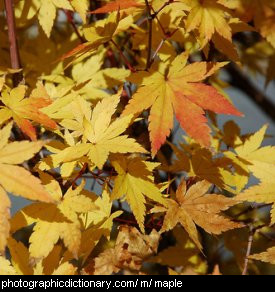 Photo of a maple tree
