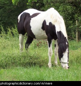 Photo of a mare.