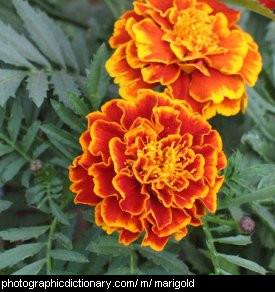 Photo of marigold flowers