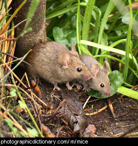 Photo of mice