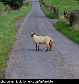 Photo of a sheep in the middle of the road