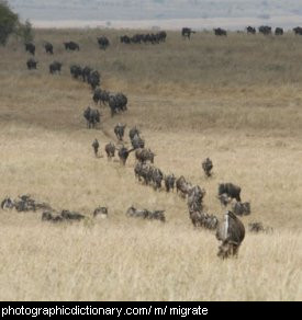 Photo of animals migrating