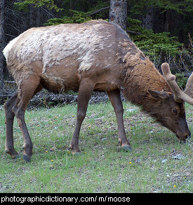 Photo of a moose