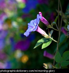 Photo of a morning glory