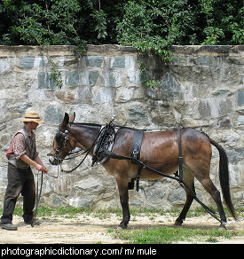 Photo of a mule