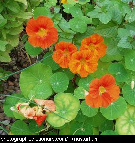 Photo of a nasturtium