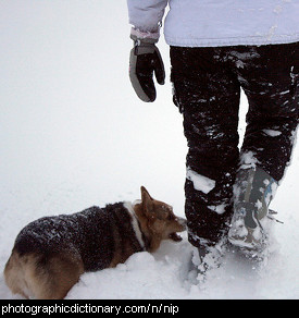 Photo of a dog nipping