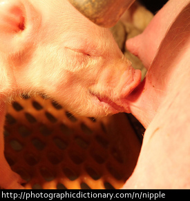 Photo of pig nipples