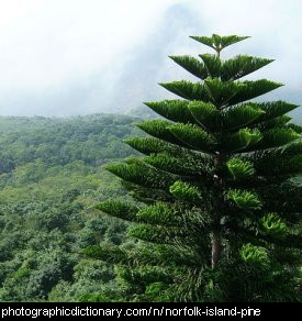 Photo of a norfolk island pine tree