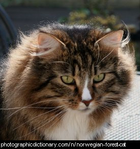 Photo of a norwegian forest cat