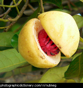 Photo of nutmeg fruit