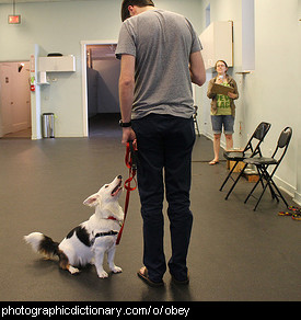 Photo of a dog at obedience classes