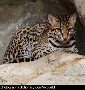 Photo of an ocelot