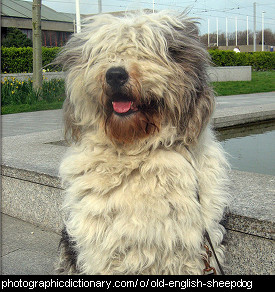 Photo of an old English sheepdog