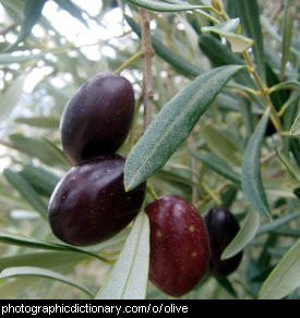 Photo of olives