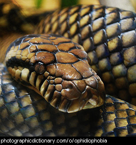 Photo of a snake